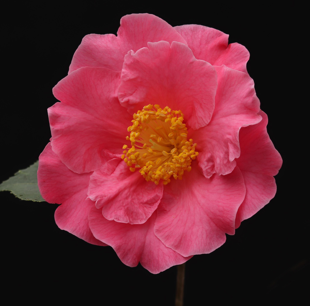 C. reticulata Mouchang